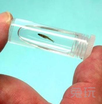 盘点令人惊叹的世界最小 世界最迷你狗好萌_兔